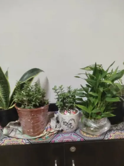 A small collection of plants delivered to a customer's home, including a Snake Plant and a Jade Plant.
