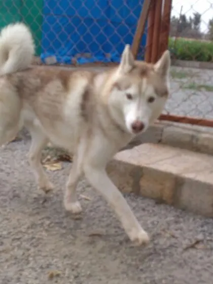 A striking brown and white Husky exploring our facility. We are experienced in caring for active breeds like Huskies.