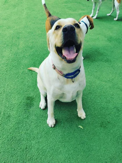 Pure bliss! This dog is loving life, and I love being able to provide a space where dogs can truly be themselves.