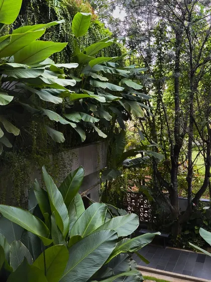 The ground-level garden at Project 58, featuring large-leafed plants and stone pathways that create a tranquil, shaded retreat.