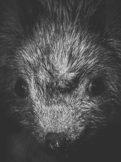 A close-up black and white portrait of an Indian long-eared hedgehog from Basai village, capturing its inquisitive expression.