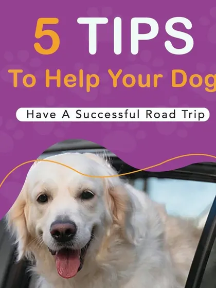 Planning a road trip with your dog? Follow these five tips to ensure the journey is safe, comfortable, and successful for both you and your furry travel companion.
