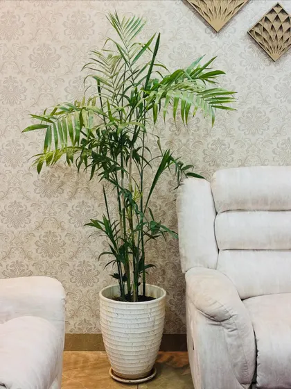 The same beautiful Bamboo Palm, this time in a classic white ceramic planter. It shows how the right planter can seamlessly integrate a plant into your existing home aesthetic.