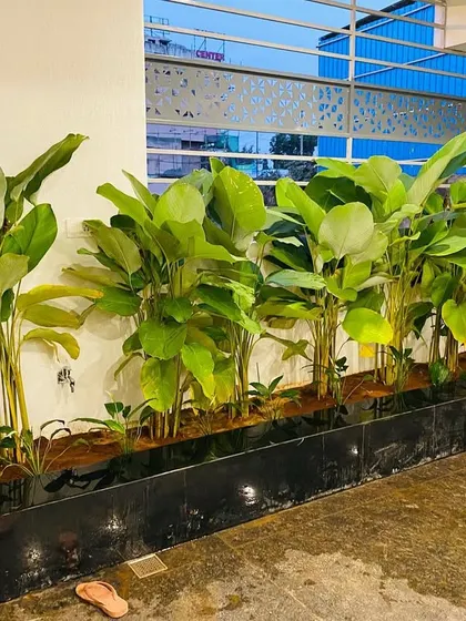 A row of Calathea Lutea plants looking healthy and vibrant in a long planter box. Their lush green leaves catch the light beautifully, making them a standout feature in any garden or terrace design.