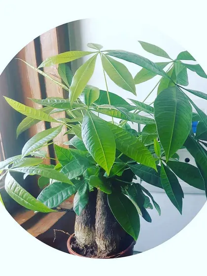 The Pachira, or Money Tree, is a popular plant often associated with good fortune. It features a braided trunk and lush, vibrant leaves, making it a great statement piece.