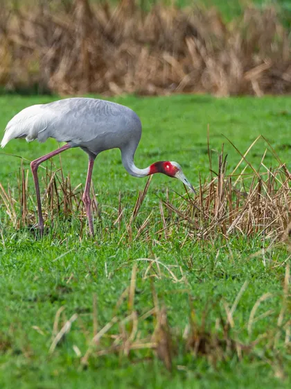 A portrait of a Sarus Crane foraging in a field in Gujarat. These birds have adapted to coexist with people, offering a beautiful example of harmony between wildlife and agriculture.