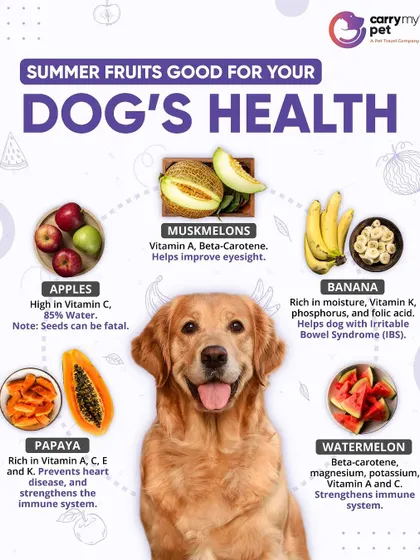 Keep your dog healthy and hydrated this summer with nutritious fruits. Watermelon, apples, and muskmelons are great options, but be sure to remove seeds and serve in moderation.