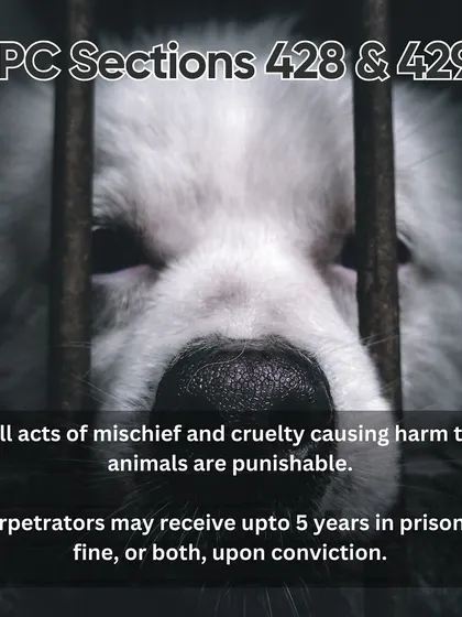 Did you know it is a punishable offense to harm an animal? Under IPC Sections 428 and 429, acts of cruelty can lead to prison time and fines. Knowing the law is a powerful tool to protect the voiceless.