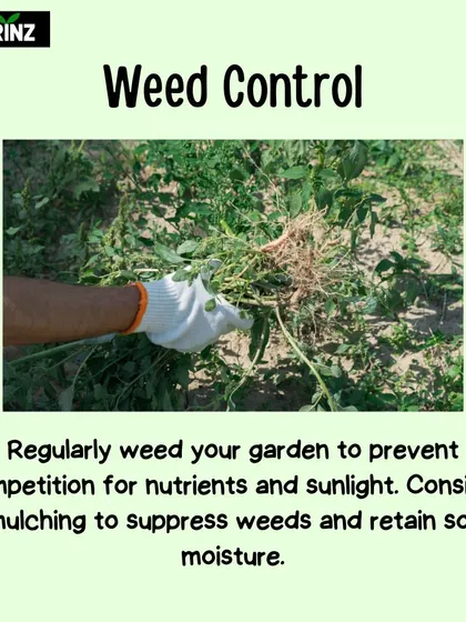 Weeds compete with your plants for nutrients and sunlight. This tip explains the importance of regular weeding and using mulch to suppress weed growth and retain soil moisture.