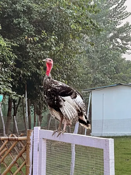 The king of the roost. One of our majestic turkeys surveying his kingdom from a fence post, showing off his impressive size and plumage.