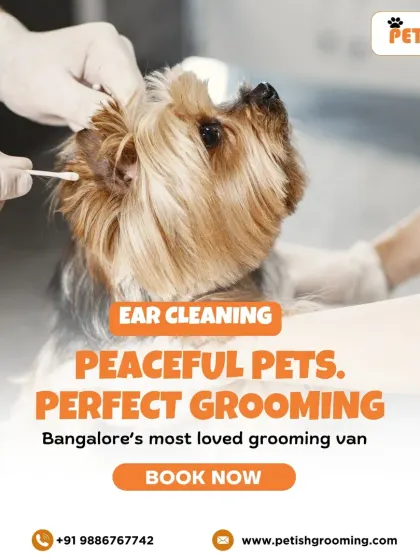 Peaceful pets make for perfect grooming. This Yorkshire Terrier is calm and relaxed while getting its ears cleaned by my expert hands.