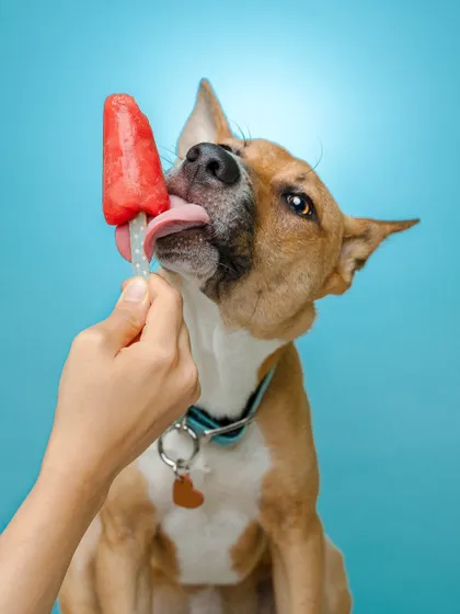 The perfect way to beat the summer heat! This shot of a dog enjoying a popsicle is a fun and colorful example of a creative studio pet portrait.