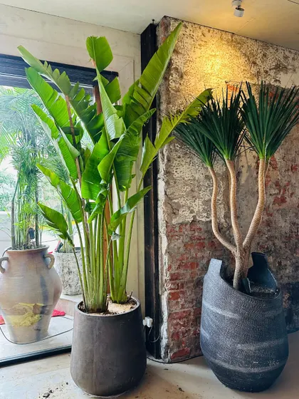 We help businesses create stunning green interiors. Here, a large Bird of Paradise and a Dracaena plant add a touch of nature and sophistication to a commercial space, creating a welcoming urban oasis.
