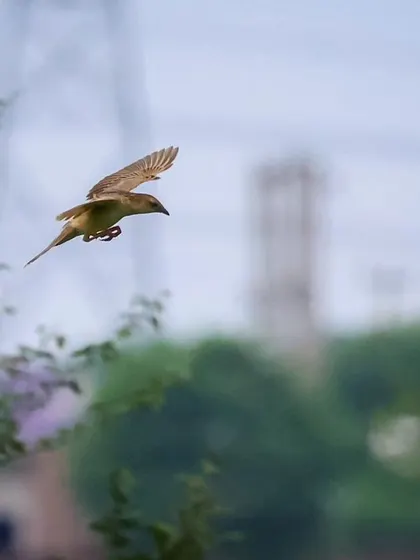 The Bristled Grassbird, a 'Vulnerable' species, in flight. Its survival is threatened by the rapid loss of its grassland habitat to urban sprawl.