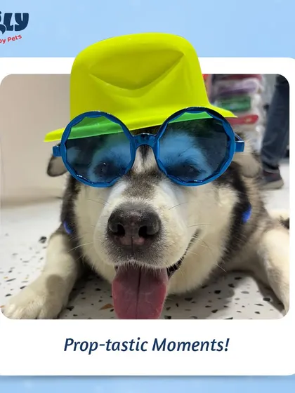 A husky strikes a pose with a hat and sunglasses, capturing the fun and playful atmosphere of our Grooming Fest.