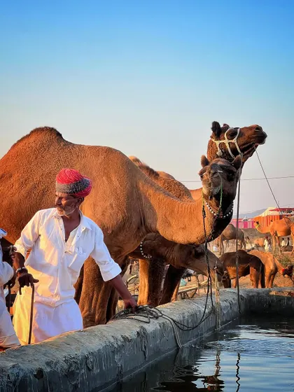 A trader gives water to his camel at a trough during the Pushkar Fair, a simple moment of daily life at the event.