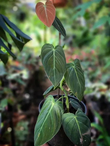 The elegant Philodendron Melanochrysum, with its velvety dark leaves and a new bronze leaf emerging. We have these beautiful climbers available at the nursery.