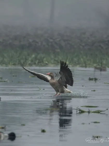 The Greylag Goose just before touchdown, its feet skimming the water's surface.