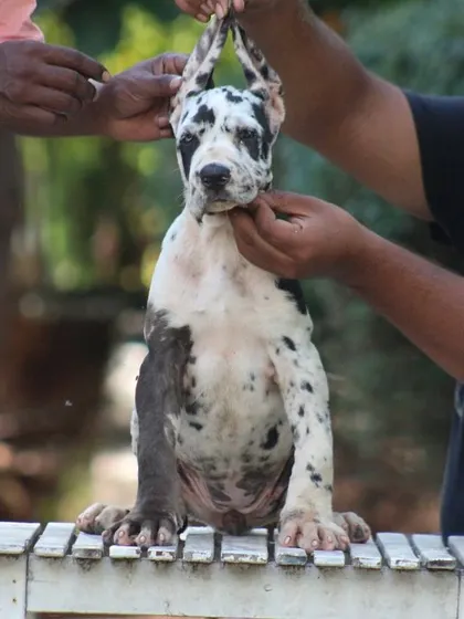 Me with one of our Great Dane puppies, checking its structure. We pay close attention to detail to ensure the highest quality.