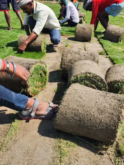 A close-up of our team meticulously preparing rolls of freshly harvested Mexican grass turf. This hands-on approach guarantees that every piece meets our high standards for quality and density.