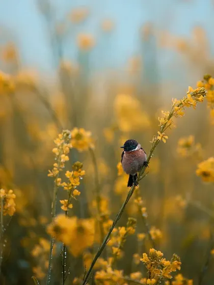 A small bird perches delicately on a stalk of a yellow flower, surrounded by a field of gold. The beautiful color harmony between the subject and its environment makes this a stunning nature shot.