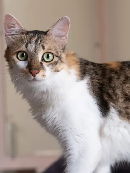 A beautiful, clear portrait of a calico cat at home. Her bright eyes and curious expression are the focus of the shot.