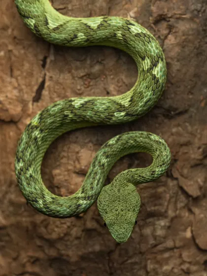 A Bamboo Pit Viper camouflaged against tree bark. Its green and brown patterns make it nearly invisible, a key to its success as an ambush predator.