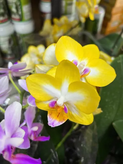 Another look at the vibrant yellow orchid. The way the colors blend on the petals is a work of art by nature.