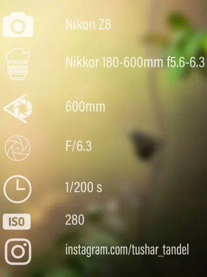 The settings for my shot of the Vigors Sunbird, showing how I achieved the creamy bokeh.