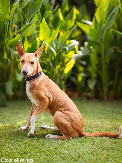 Another angle of Jimmy Choo sitting patiently for his portrait session.