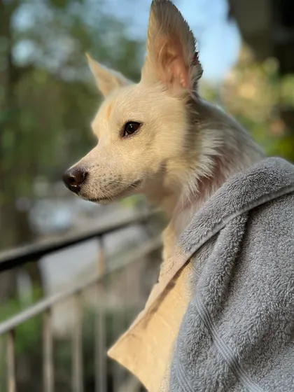 My girl Daisy enjoying the morning sun. Having well-behaved resident dogs helps new guests learn the routines and feel secure more quickly.