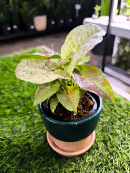 For Women's Day, we have a stunning array of plants to delight the special women in your life. From mini landscapes and terrariums to elegant potted plants, a green gift is a gift of life.