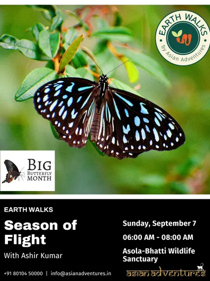The Dark Blue Tiger butterfly, with its stunning pattern of blue and black. This poster for our Asola-Bhatti walk emphasizes that butterflies are not just beautiful but also indicators of a healthy ecosystem.