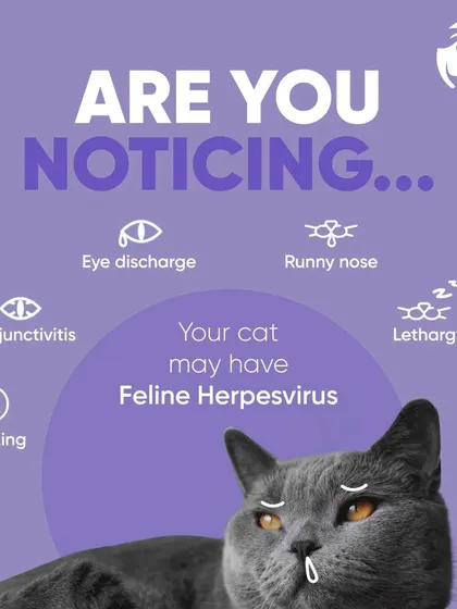 Feline Herpesvirus can present with several symptoms, including eye discharge, a runny nose, sneezing, and lethargy. This graphic helps you spot the signs, so you can get your cat the care they need quickly.
