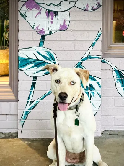 This is Molly, a beautiful rescue who is ready for adoption. She needs a patient family who can help her continue to work on socialization.