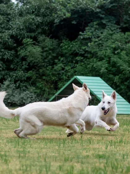 Two White Swiss Shepherds joyfully playing and chasing each other across a wide green lawn.