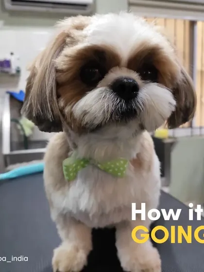 And this is how it's going! After a careful bath, trim, and styling, the same Shih Tzu is looking dapper with a new haircut and a cute bow tie. This before and after showcases the skill of our professional pet groomers.
