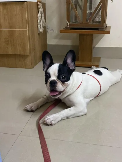 A classic Frenchie "sploot" from the now-adopted Cookie. She is settling in wonderfully with her new family.
