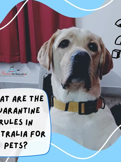 Thinking of moving to Australia with your pet? It is important to understand the country's strict quarantine and biosecurity rules. We are experts in navigating these complex requirements.