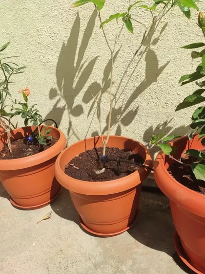 Here is a line of terracotta pots on a sunny terrace, each equipped with its own drip irrigation emitter. This is an efficient way to care for multiple plants, ensuring none of them dry out, even in the Bangalore heat.