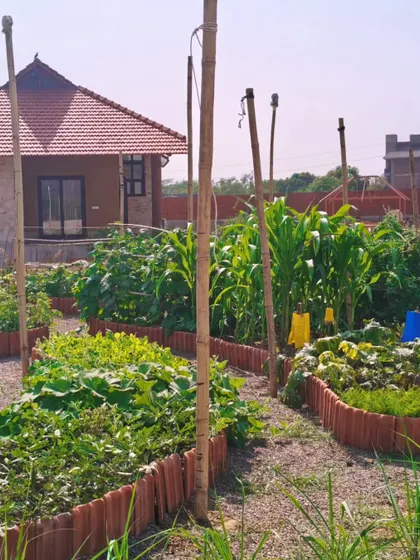 The Ranthambore garden is filled with a variety of plants, including corn and gourds, supported by natural bamboo trellises. Sticky traps are used as an organic pest control method.