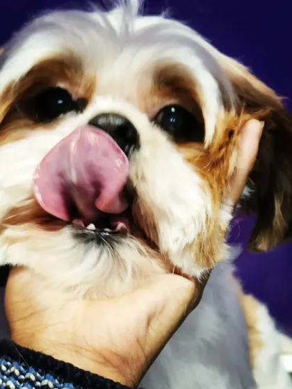 A happy lick for the groomer. This is the best thank you we can receive.