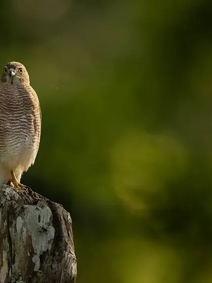 A Shikra perched on a dead tree stump, with beautiful circular bokeh in the background. This is a more artistic take on a classic bird portrait.