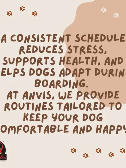 We provide tailored routines for every dog in our care. By maintaining a consistent schedule, we help them adapt quickly and feel comfortable and happy throughout their stay.