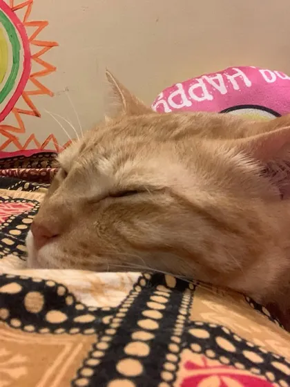Ziggy in a deep sleep. It's my mission to make sure every cat feels this safe and relaxed.