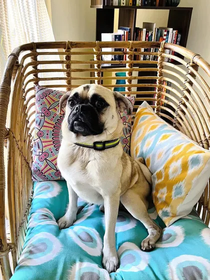 Puggu looking majestic in a wicker chair. This sweet boy has found his forever family.