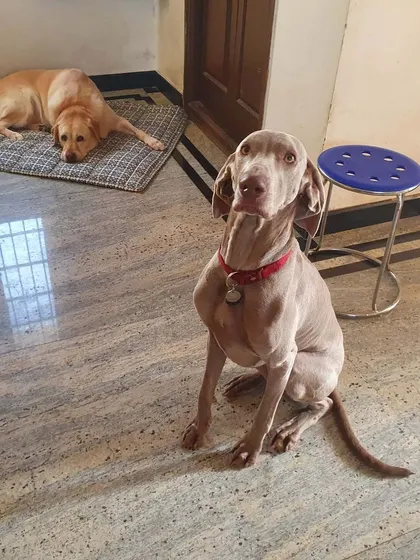 A Weimaraner sits attentively while a Labrador rests in the background. This shows how dogs with different energy levels can coexist peacefully in a shared home environment.