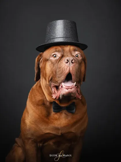 A little behind-the-scenes magic! This before-and-after shows how I can combine two shots to create the perfect portrait, even if the pet isn't cooperating perfectly. My priority is always a stress-free experience for your furry friend.
