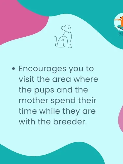 A good breeder will always encourage you to visit their home to see where the puppies and their mother are raised. This transparency allows you to see the clean and nurturing environment they provide.