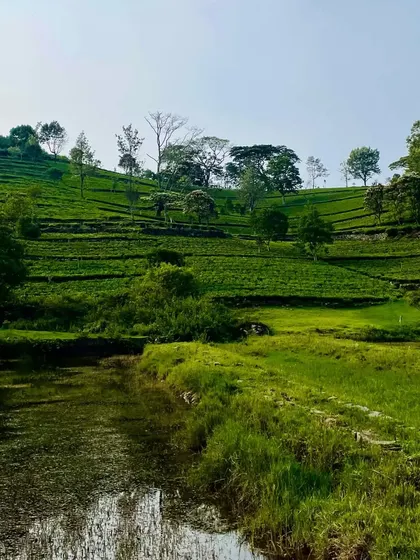 The stunning view from our weekend home project site in Kotagiri. The terraced tea gardens provide an incredible natural context that we are designing the house to embrace.